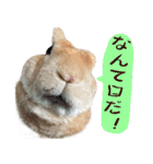 トラックうさぎ桃次郎（個別スタンプ：17）