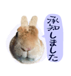 トラックうさぎ桃次郎（個別スタンプ：18）