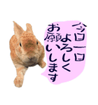 トラックうさぎ桃次郎（個別スタンプ：19）