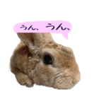 トラックうさぎ桃次郎（個別スタンプ：20）