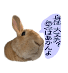 トラックうさぎ桃次郎（個別スタンプ：21）