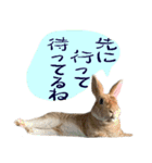 トラックうさぎ桃次郎（個別スタンプ：22）