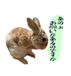 トラックうさぎ桃次郎（個別スタンプ：23）