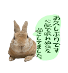 トラックうさぎ桃次郎（個別スタンプ：25）