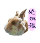 トラックうさぎ桃次郎（個別スタンプ：27）