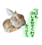 トラックうさぎ桃次郎（個別スタンプ：28）