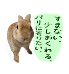 トラックうさぎ桃次郎（個別スタンプ：29）