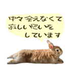 トラックうさぎ桃次郎（個別スタンプ：31）