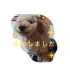そばにいるよ♥️トイプードル（個別スタンプ：2）