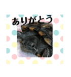 ふれすた（個別スタンプ：1）
