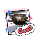 ふれすた（個別スタンプ：5）
