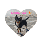 Abby's stickers 1 ツンデレ犬チワワのAbby（個別スタンプ：1）