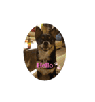 Abby's stickers 1 ツンデレ犬チワワのAbby（個別スタンプ：2）