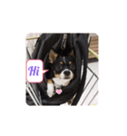 Abby's stickers 1 ツンデレ犬チワワのAbby（個別スタンプ：3）