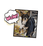 Abby's stickers 1 ツンデレ犬チワワのAbby（個別スタンプ：4）