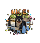 Abby's stickers 1 ツンデレ犬チワワのAbby（個別スタンプ：5）