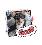 Abby's stickers 1 ツンデレ犬チワワのAbby（個別スタンプ：6）