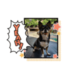 Abby's stickers 1 ツンデレ犬チワワのAbby（個別スタンプ：7）