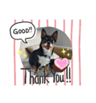 Abby's stickers 1 ツンデレ犬チワワのAbby（個別スタンプ：8）