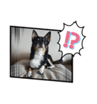 Abby's stickers 1 ツンデレ犬チワワのAbby（個別スタンプ：10）