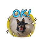 Abby's stickers 1 ツンデレ犬チワワのAbby（個別スタンプ：11）