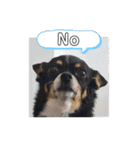 Abby's stickers 1 ツンデレ犬チワワのAbby（個別スタンプ：12）
