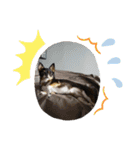 Abby's stickers 1 ツンデレ犬チワワのAbby（個別スタンプ：13）
