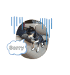 Abby's stickers 1 ツンデレ犬チワワのAbby（個別スタンプ：14）