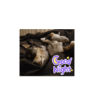 Abby's stickers 1 ツンデレ犬チワワのAbby（個別スタンプ：15）