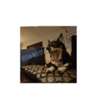 Abby's stickers 1 ツンデレ犬チワワのAbby（個別スタンプ：16）