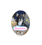 Abby's stickers 1 ツンデレ犬チワワのAbby（個別スタンプ：17）