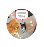 Abby's stickers 1 ツンデレ犬チワワのAbby（個別スタンプ：18）