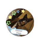 Abby's stickers 1 ツンデレ犬チワワのAbby（個別スタンプ：19）