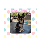 Abby's stickers 1 ツンデレ犬チワワのAbby（個別スタンプ：20）