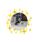 Abby's stickers 1 ツンデレ犬チワワのAbby（個別スタンプ：23）