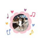 Abby's stickers 1 ツンデレ犬チワワのAbby（個別スタンプ：24）