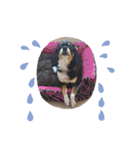 Abby's stickers 1 ツンデレ犬チワワのAbby（個別スタンプ：25）