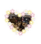Abby's stickers 1 ツンデレ犬チワワのAbby（個別スタンプ：26）