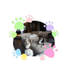 Abby's stickers 1 ツンデレ犬チワワのAbby（個別スタンプ：30）