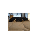 Abby's stickers 1 ツンデレ犬チワワのAbby（個別スタンプ：32）