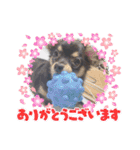 チョコ4❤（個別スタンプ：12）