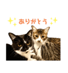 仲良しニャン子のスタンプです！（個別スタンプ：11）