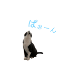 仲良しニャン子のスタンプです！（個別スタンプ：14）