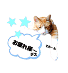 はるお祭り（個別スタンプ：4）