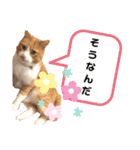 はるお祭り（個別スタンプ：5）