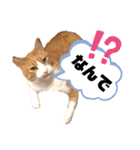 はるお祭り（個別スタンプ：8）