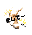 はるお祭り（個別スタンプ：9）
