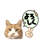 はるお祭り（個別スタンプ：12）