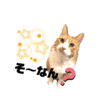 はるお祭り（個別スタンプ：21）