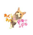 はるお祭り（個別スタンプ：25）